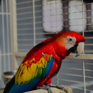 macaw parrot