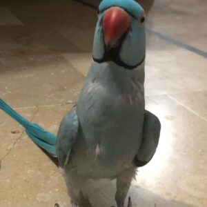 parrot for rehoming