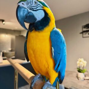 macaw for adoption
