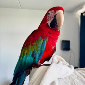 parrot for rehoming